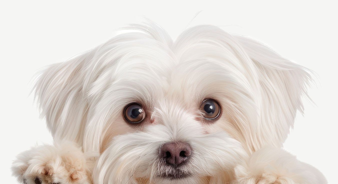 maltese dog peeking