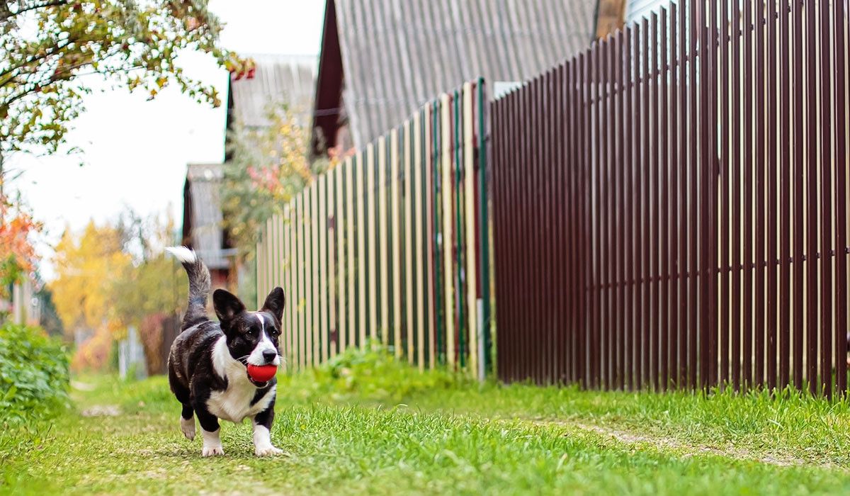 corgi-with-ball-in-yard-spring-pet-safety