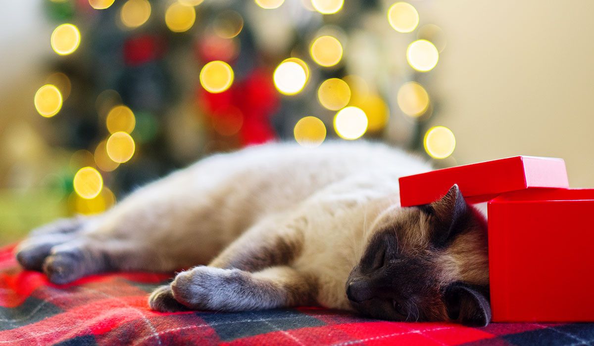 sleepy-cat-with-christmas-gift-box